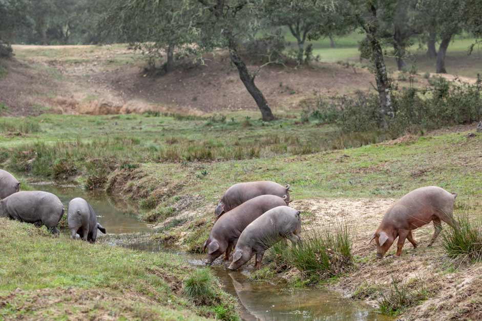 cerdos ibéricos pastando en la dehesa